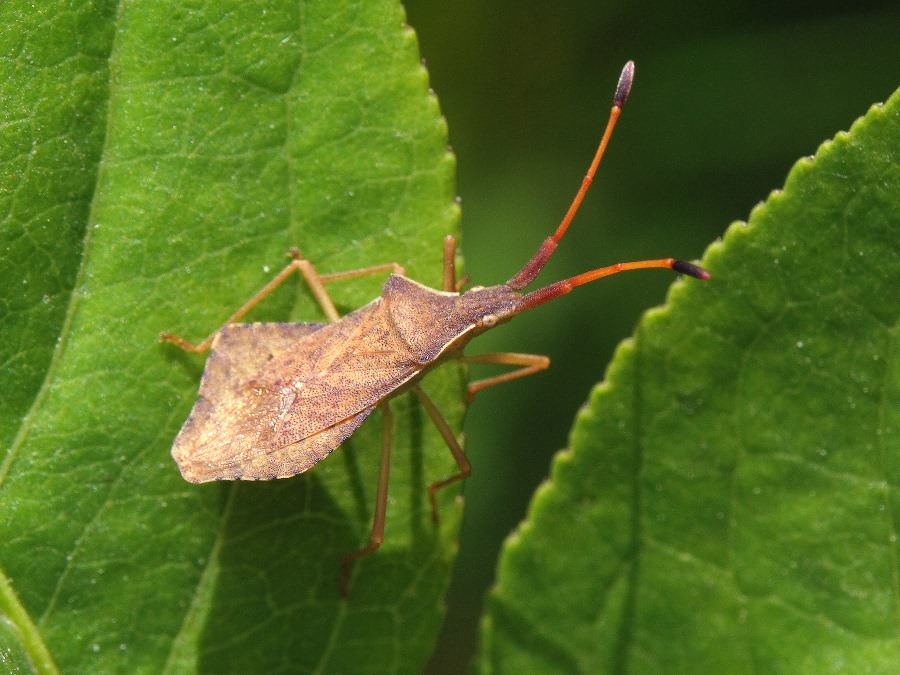 Syromastus rhombeus (Linnaeus, 1767)